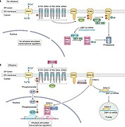 Ethylene signaling pathway.jpg