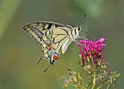 Papilio machaon (Old World swallowtail)