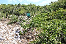 Parque Nacional da Restinga de Jurubatiba 12.jpg