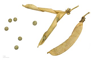   Pisum sativum - Museum specimen