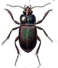 Poecilus versicolor01.jpg