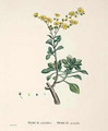 Sedum aizoides, 1799-1837