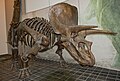 Triceratops (Senckenberg Naturmuseum, Frankfurt, Germany)