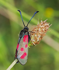 Zygaena loti (Slender Scotch burnet)