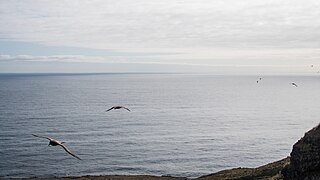 2021-10 Amsterdam Island - Dark-mantled sooty albatross 20.jpg