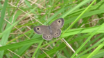 Common Fivering, upperside (Ypthima argus)