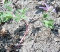 Corydalis pumila