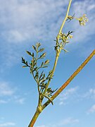 Daucus carota subsp. carota sl8.jpg