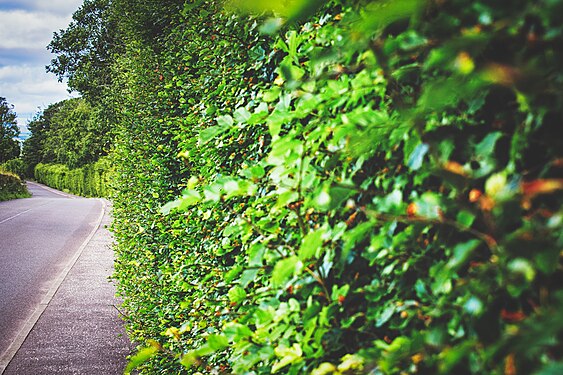 Close up view of hedge with focus on the middle distance