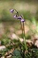 Soldanella montana