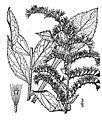 Solidago rugosa (drawing)