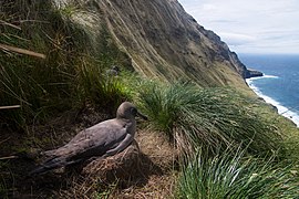 2020-12 Amsterdam Island - Dark-mantled sooty albatross 44.jpg