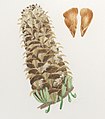 Abies alba cone illustration