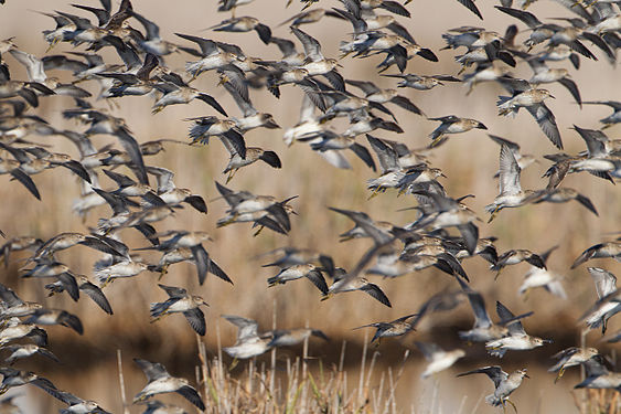 "Calidris_acuminata_group_-_Hexham_Swamp.jpg" by User:JJ Harrison