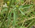 Centaurea scabiosa