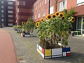 Planters with sunflowers