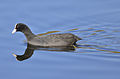 Eurasian Coot