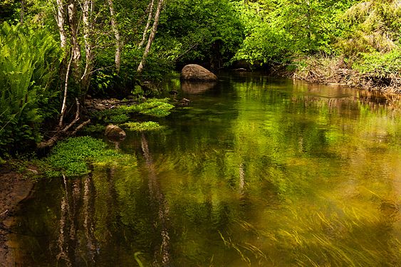 Ahja river in Valgemetsa forest -- User:Kylli28