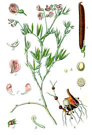 Lathyrus montanus