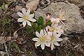 Lewisia tweedyi