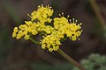 Lomatium grayi