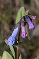 Mertensia longiflora