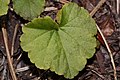 Mitella trifida