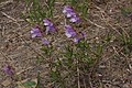 Penstemon fruticosus