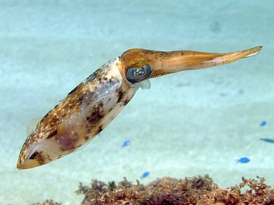 Sepioteuthis sepioidea (Caribbean Reef Squid)