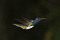 * Nomination White-necked jacobin (Florisuga mellivora mellivora) male, Panama --Charlesjsharp 11:48, 25 July 2019 (UTC) * Promotion  Support Good quality. --Ermell 12:02, 25 July 2019 (UTC)