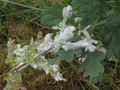 Oak mildew Microsphaera alphitoides (nl: Zomereik met meeldauw), mączniak dębu