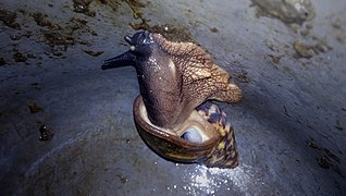 African Giant Snail 5.jpg