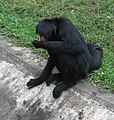 Rio de Janeiro Zoo, Brazil.