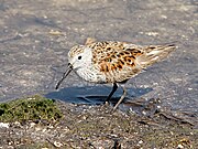 Calidris mauri