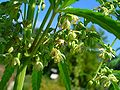 Male flowers