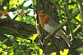 Erithacus rubecula singing whilst sitting on one leg