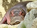 Bulette (Hippopotamus amphibius)