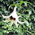 Lilium nepalense inflorescence