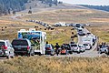 Bison jam in Yellowstone National Park