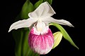 Cypripedium reginae