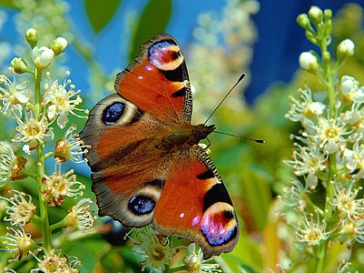 Inachis io (European Peacock)