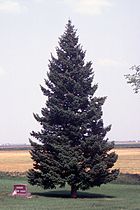 Tree, cultivated