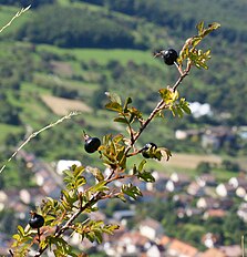 Beurener Fels, Germany