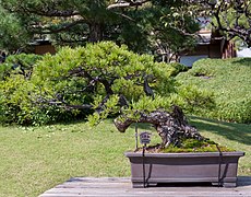 Tokio Happo-En Bonsai-20091016-RM-095957.jpg