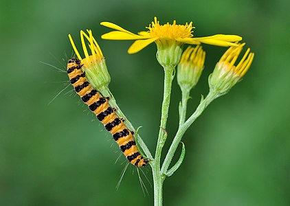 Tyria jacobaeae (Cinnabar Moth), caterpillar