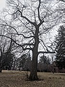 Castanea dentata at Oakdale Campus in Coralville, Iowa.jpg