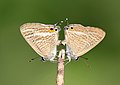 * Nomination Mating of Lampides boeticus (Linnaeus, 1767) - Pea Blue. By User:Atanu Bose Photography --Bodhisattwa 18:13, 27 May 2022 (UTC) * Promotion  Support Good quality. --Velvet 08:18, 28 May 2022 (UTC)