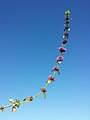 Inflorescence