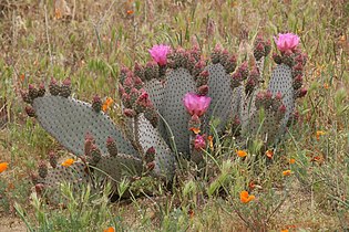 Opuntia basilaris