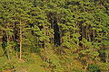 Forest, Washburn Island, Massachusetts